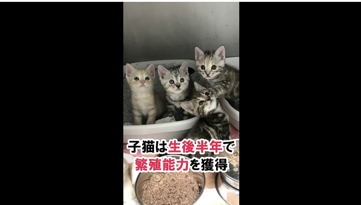 【新潟県動物愛護センター作成】　多頭飼育崩壊防止！初のショート動画