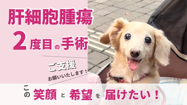 【肝細胞腫瘍2度目の手術】とたたかうモコ(14歳)にご支援ください