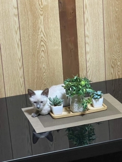 里親さん、決まっています。