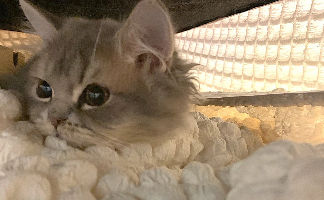 【感謝の気持ち1】ムクの写真付きメール＋近況報告