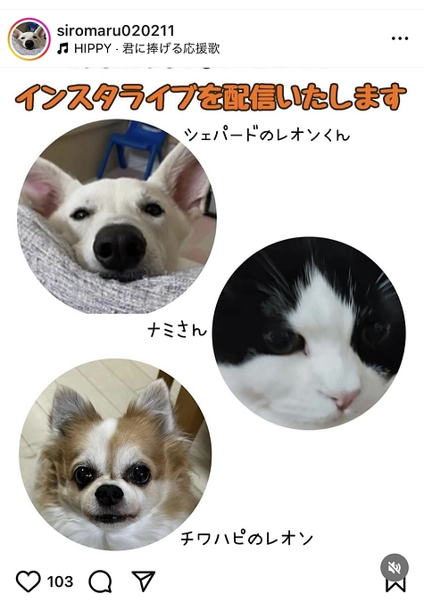 本日23時より　インスタLIVEいたします。