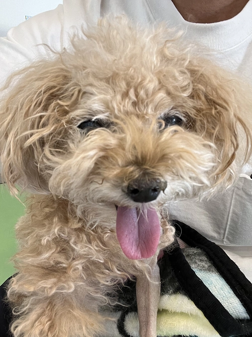 無事手術成功しました！まだまだ油断はできませんが🐶