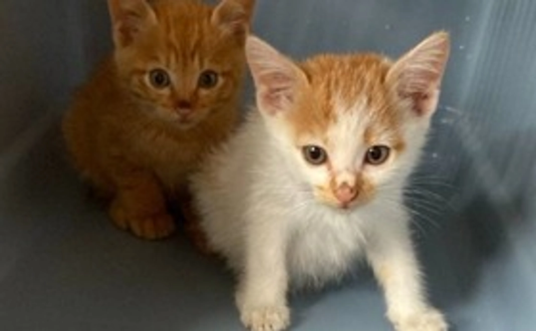 1,000円 感謝のメールコース