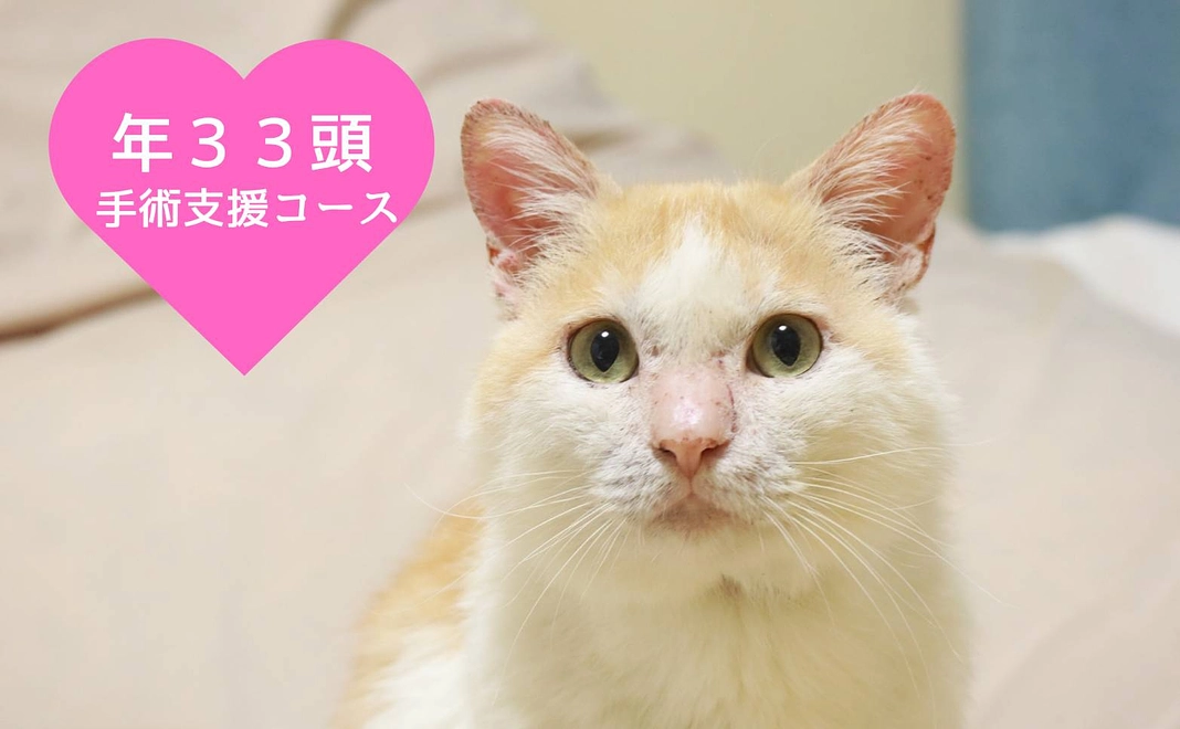 年33頭手術支援コース