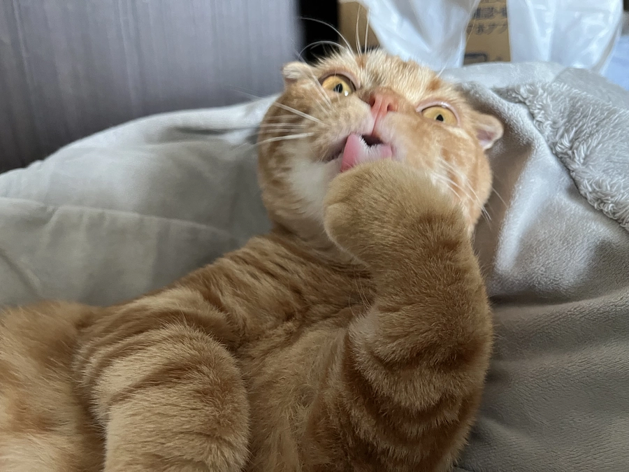 日向ぼっこをするふう