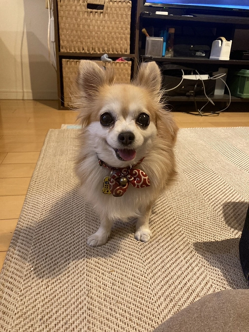 [第2弾]髄膜脳炎＆僧帽弁閉鎖不全症と闘うこつぶちゃんにご支援を！公開のお知らせ！8月18日8時より