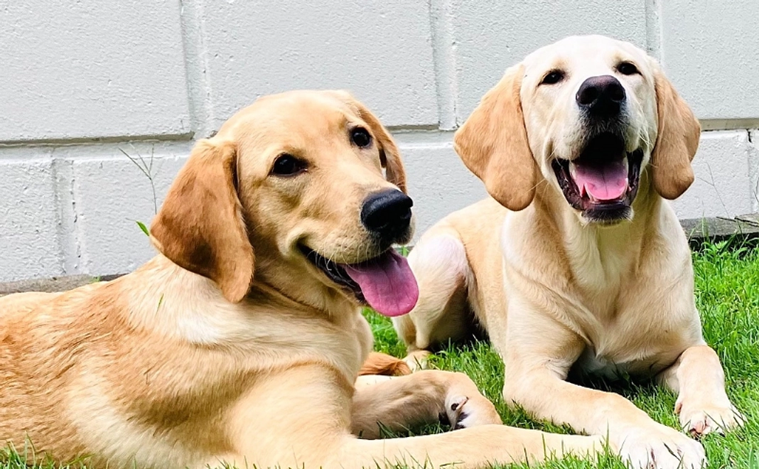 候補犬とドッグランでランチ【税制優遇対象外】(1グループ10名までご参加いただけます)