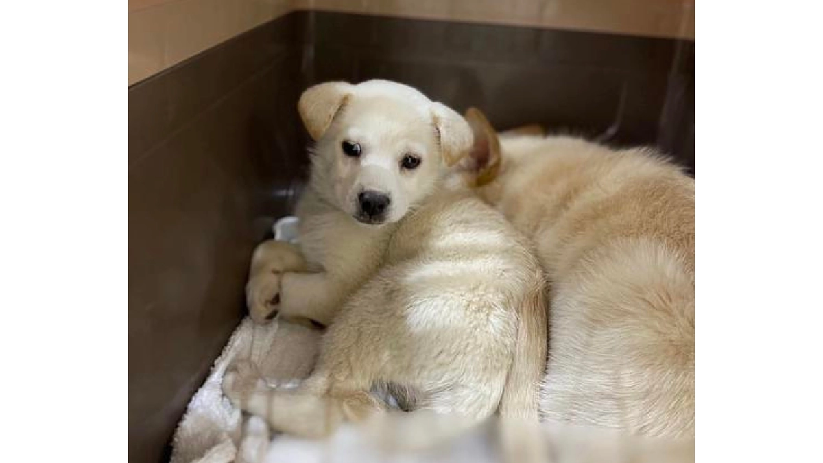 【530万円突破！】関西最大の野犬地域。保健所に捕まった子、5匹を保護。