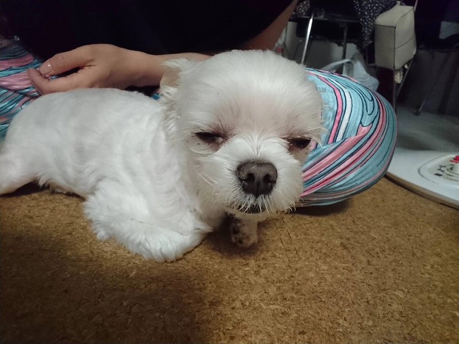 8/9のパフ太(*^_^*)