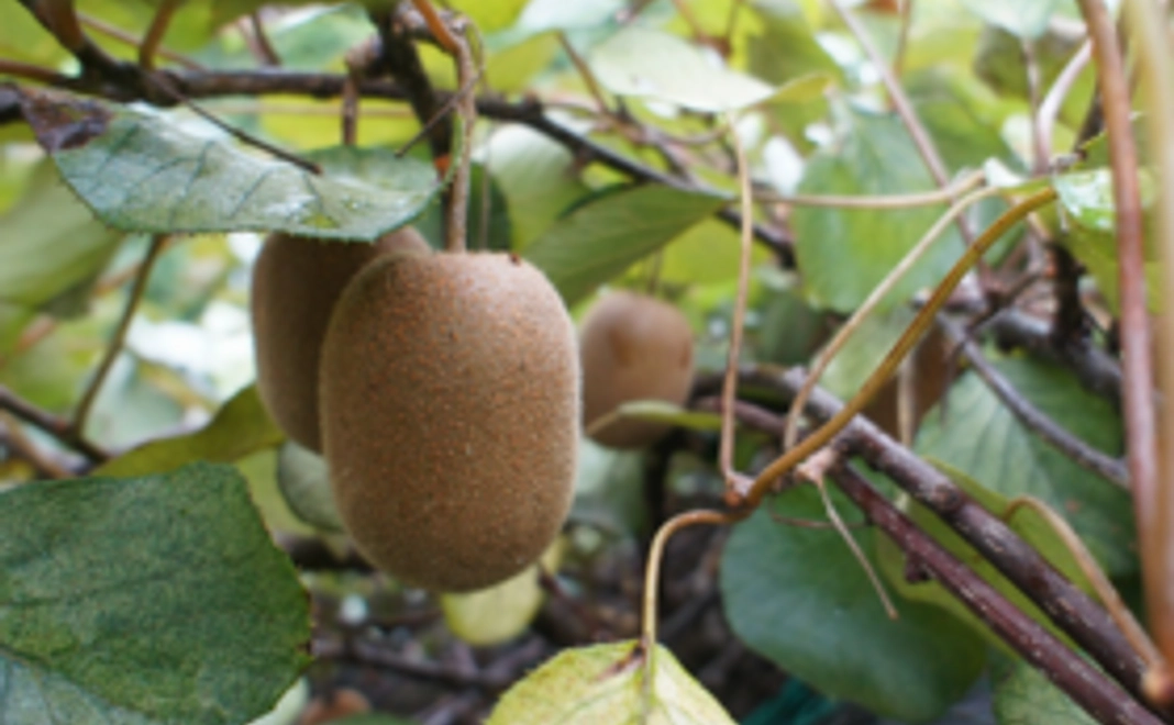 サンクスレター   キュウイ1個