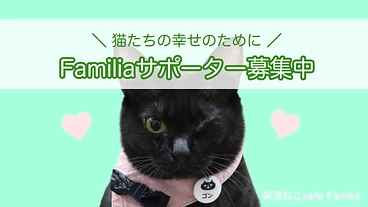 保護ねこcafe Familaサポーター募集〜猫たちの幸せのために のトップ画像