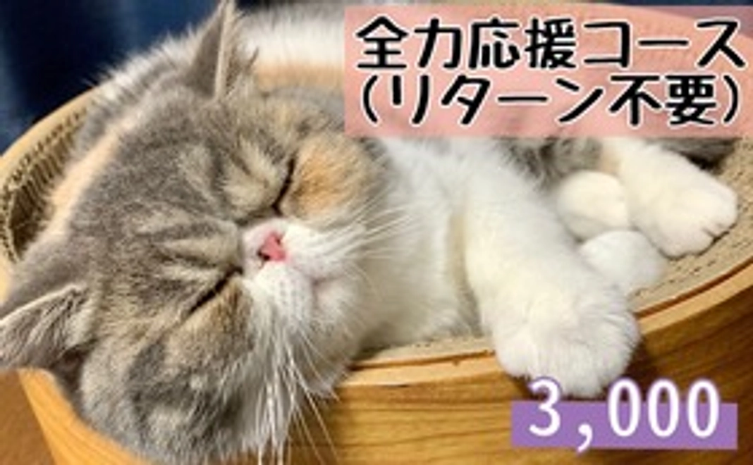 全力応援コース3（リターン不要）