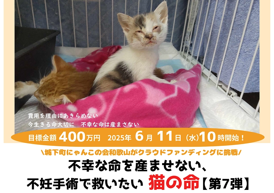 城下町にゃんこの会和歌山　2025年クラウドファンディング実施のお知らせ