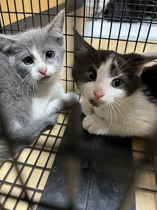 まだ子猫がいました