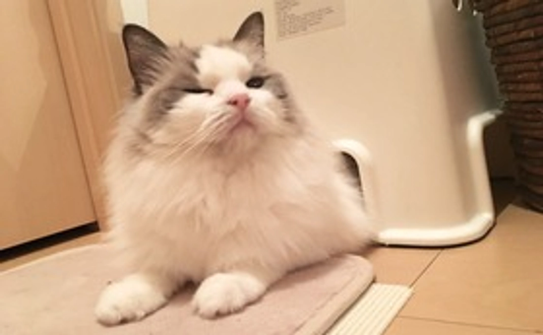 うりまる応援してるよコース