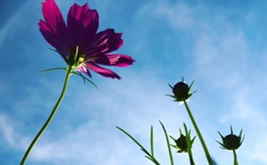 感謝の御礼状（メール）