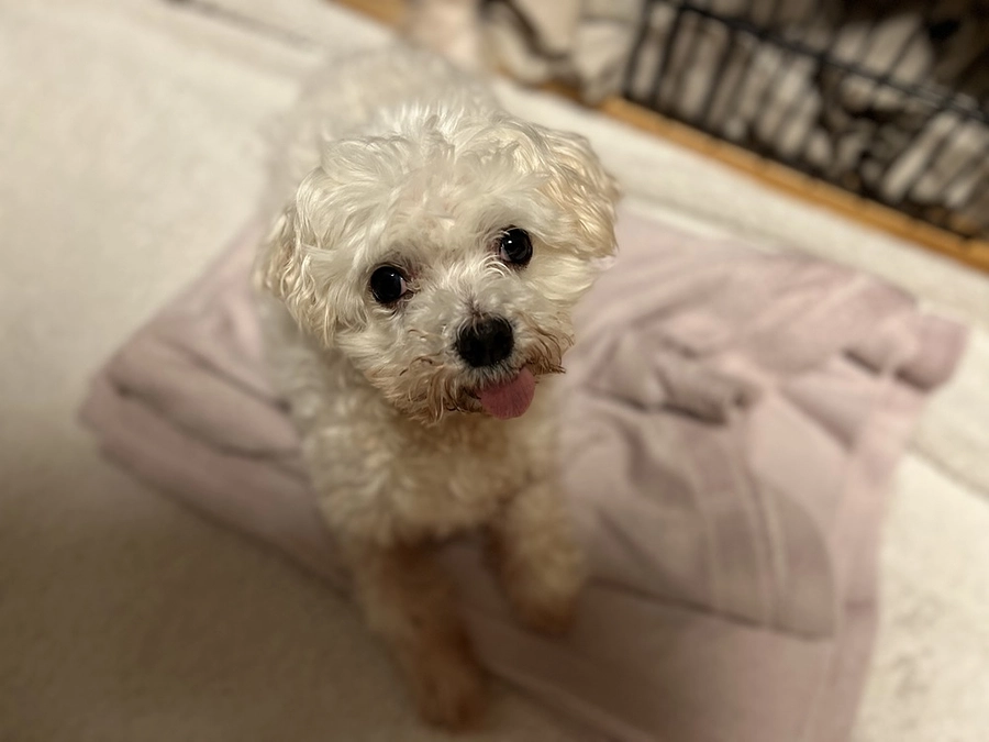 眼圧が30超えから20代へと下がりました