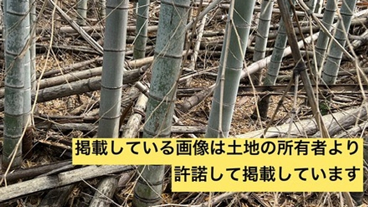 放置竹林を再生し、ブランドたけのこ復活へ