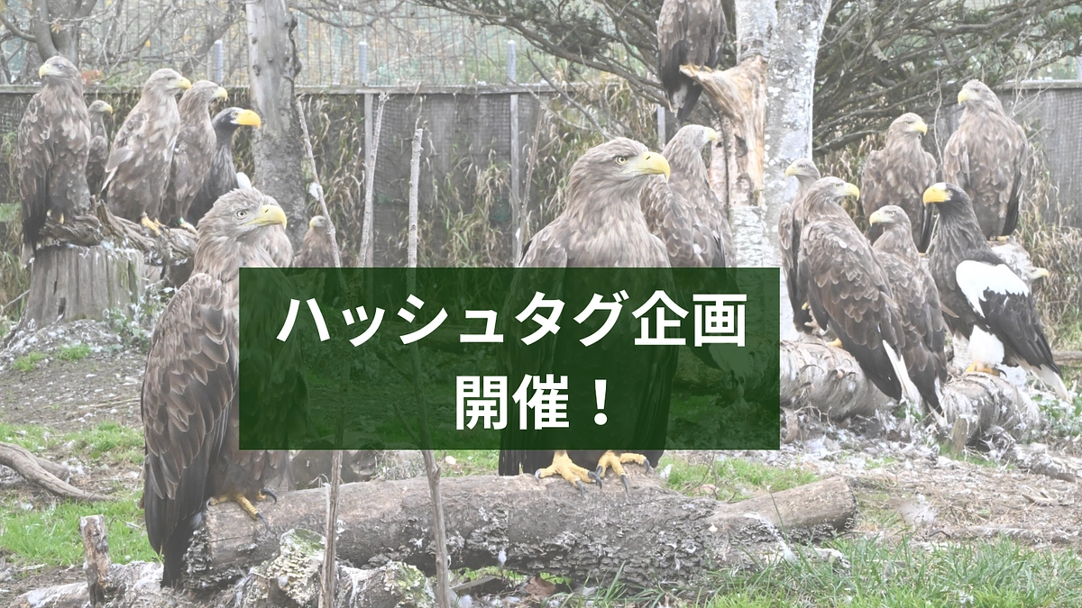 本日から終了まで、ラストスパートハッシュタグ企画を開催！ぜひご参加ください