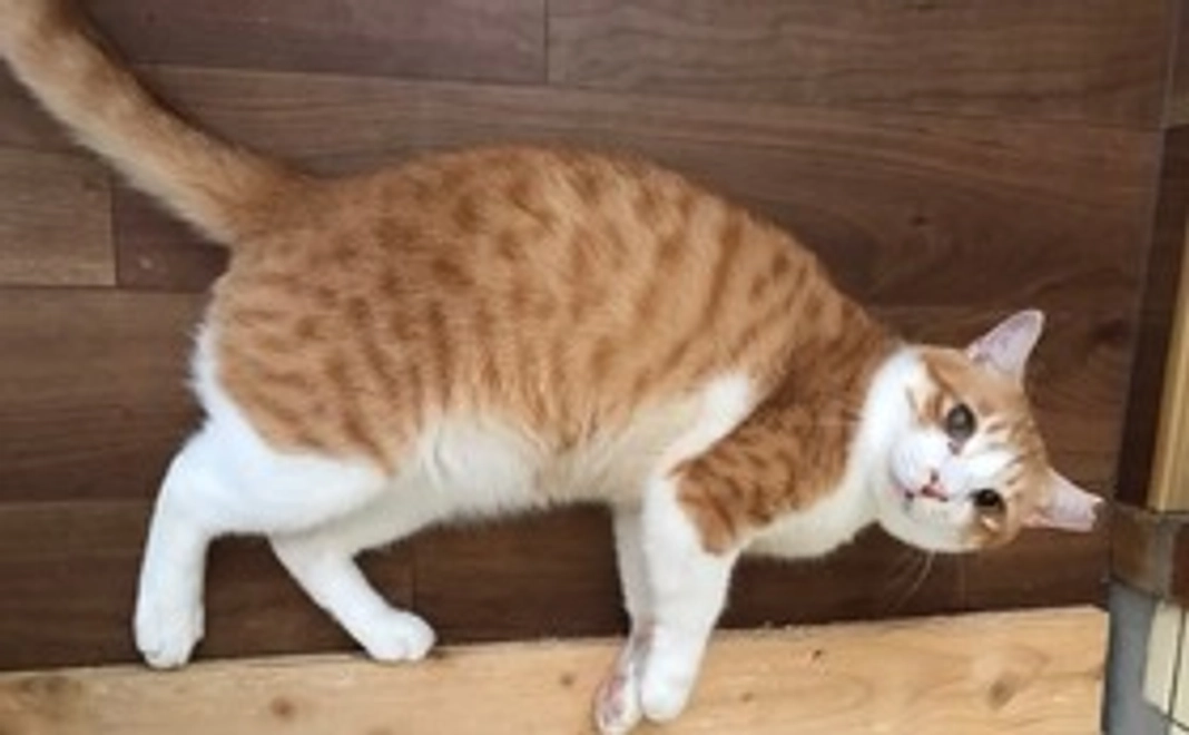 ハーツ活動応援コース3000