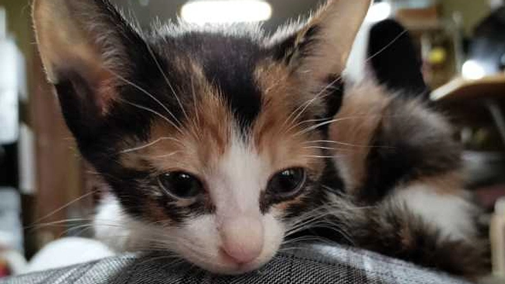 無駄に無くす命を無くしたい！