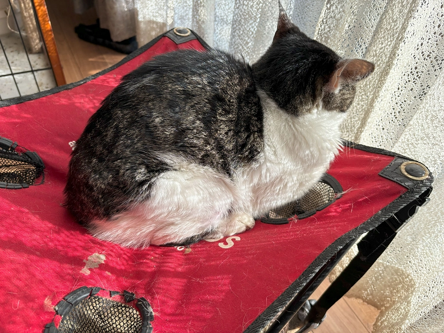 11月１日（水曜日）今日のチビです。