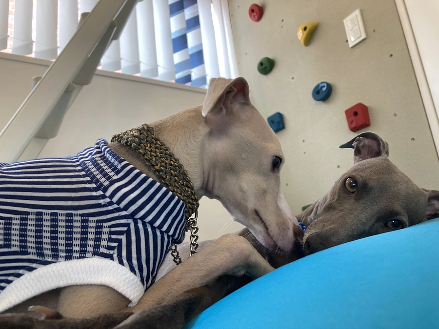 残り８日！達成率６６％残り８０９,０００円になりました。あとわずかです。