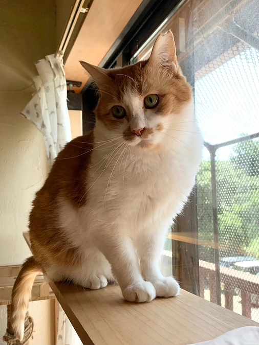 保護猫とあなたの物語り