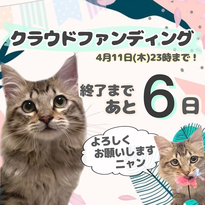 心からの感謝と、投薬再開4日目のちゃむの様子