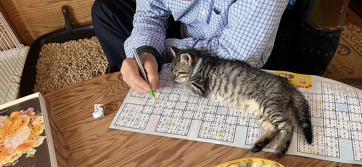 仔猫達、トライアルから無事に譲渡となり幸せになりました。