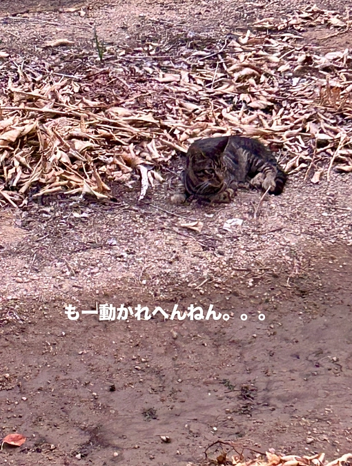 【緊急保護がありました‼️】依頼者は目の前から居なくなり安心でも私たちはコレからがスタートです