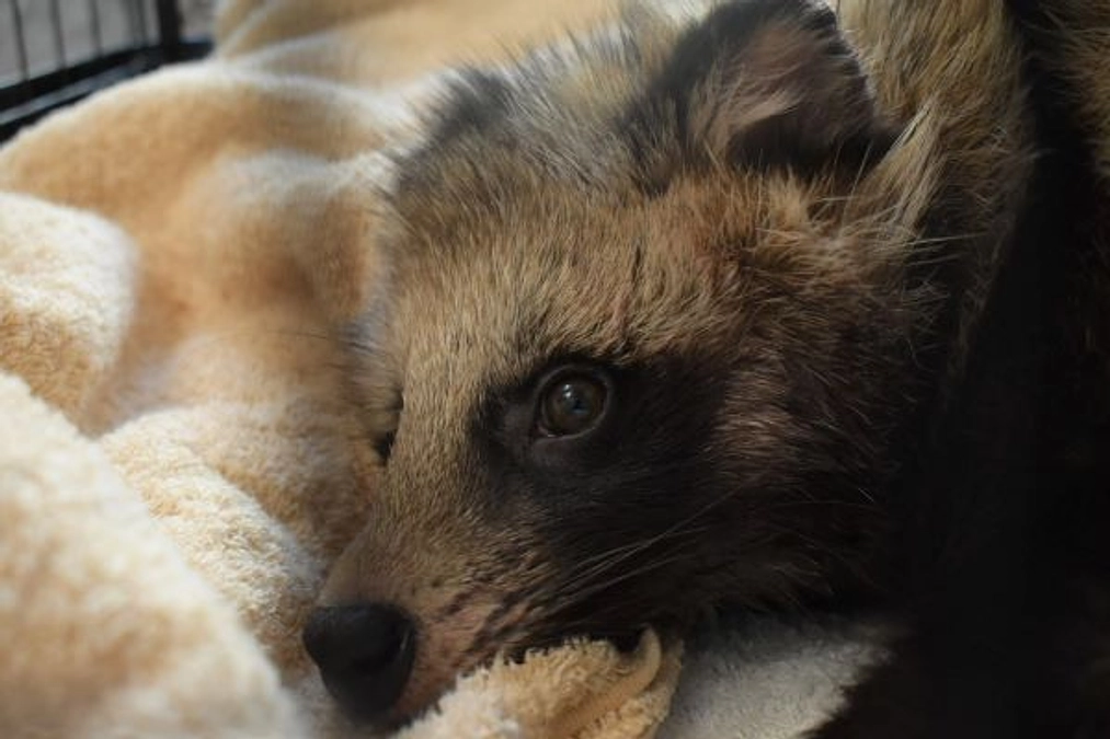 【保護情報】交通事故に遭ったと思われるタヌキ