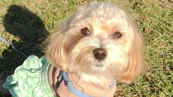 3つの病気と闘うラニーにご支援をお願い致します