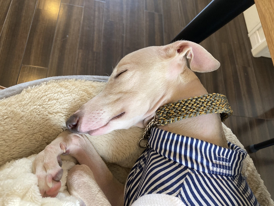 残り６日！達成率７０%目標額まで６９８,０００円となりました！