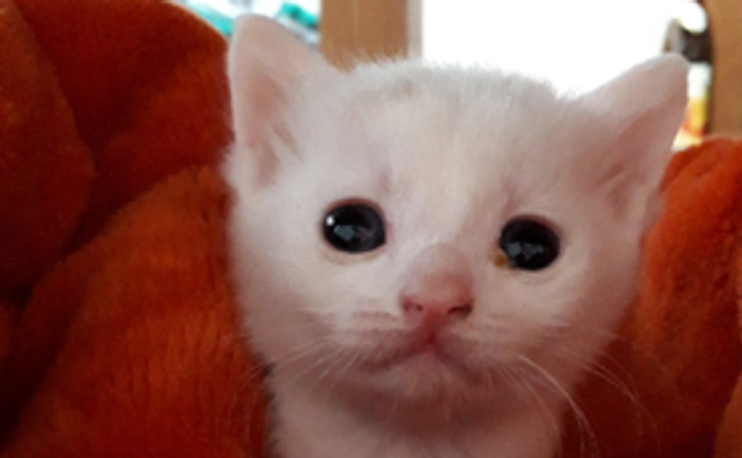 仔猫の幸せのために（リターン不要）