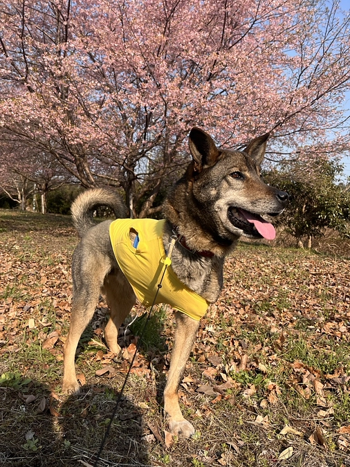 🆘🆘あと30万7千円足りません🆘🆘