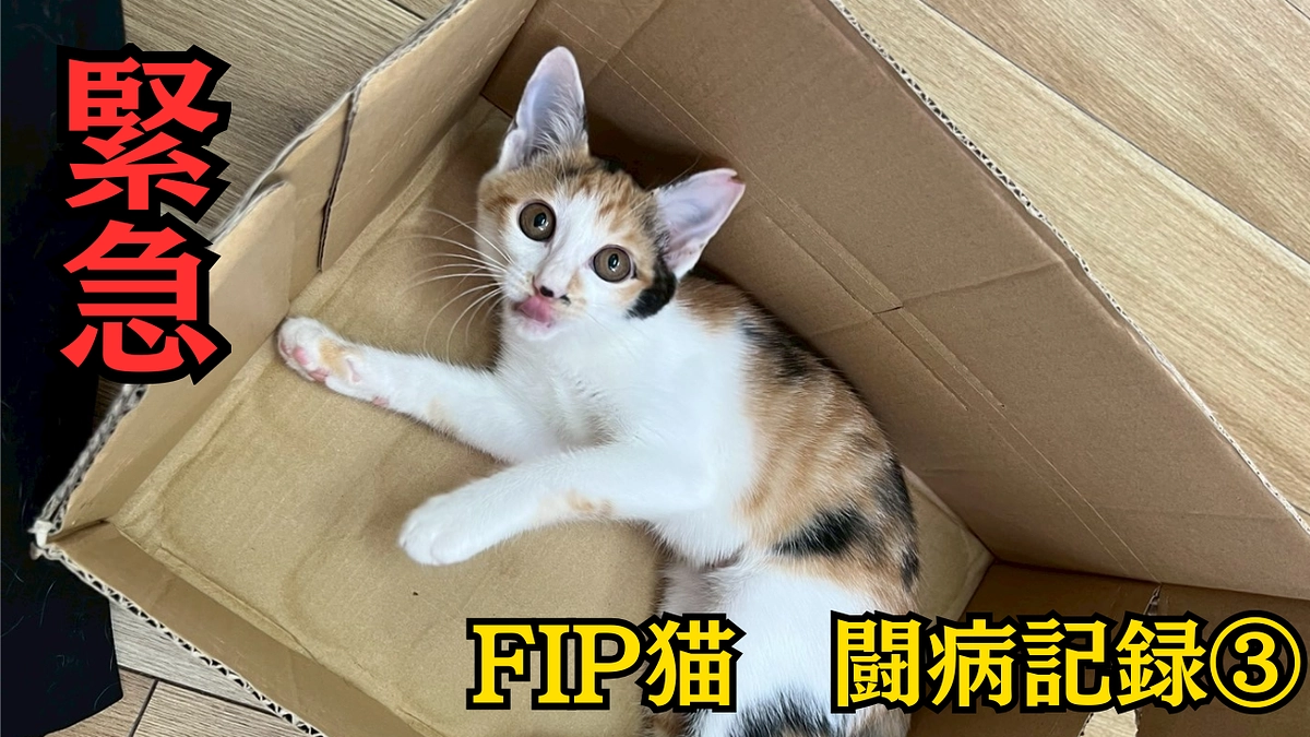 FIP （猫伝染性腹膜炎）治療記録③