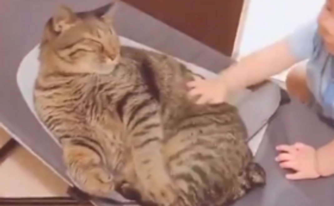 お礼のメール、とら吉のツイッター紹介