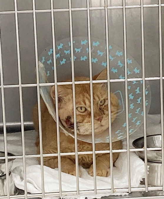 ベンケイくん入院10日目