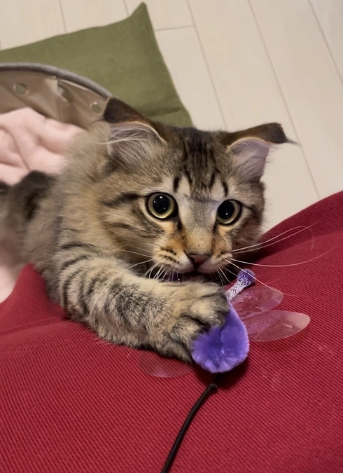 投薬再開17日目のちゃむ、そしてチョコにカビ伝染る😱😱😱