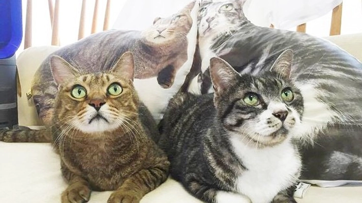 愛猫家に捧ぐ！猫とあなたに癒しのセラピーグッズを届けたい！