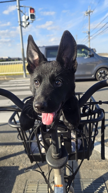 クルーの後継犬