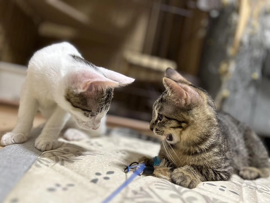 かわいそうだけでは助けられない　野良猫さんのこと⑥