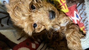 【幹軸椎亜脱臼】愛犬ひなたの手術の御支援をお願いいたします。 のトップ画像