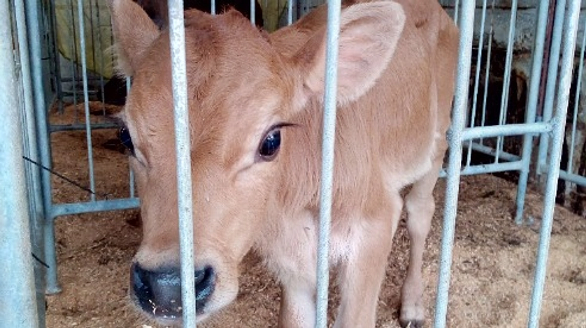 ジャージーがやってきた