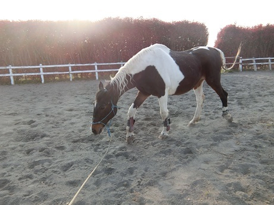 山本麻記様｜ウマーランド代表よりいただいた応援メッセージと、馬が亡くなるということについて。