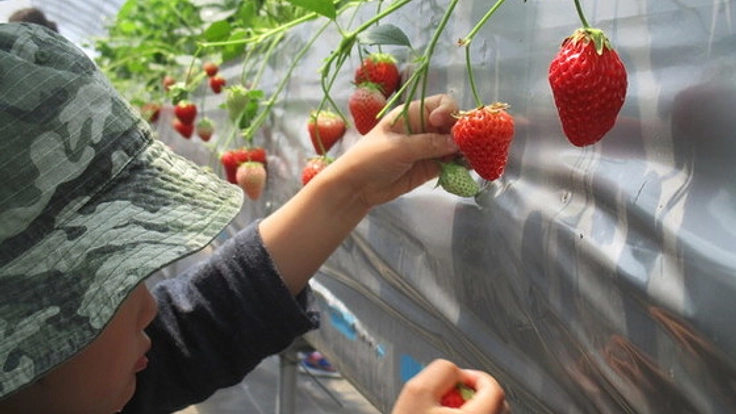 ３３年ぶりの大雪でハウスが倒壊、いちご作りを再建したい！