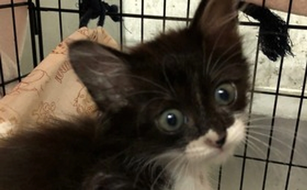 「5千円」寄附コース