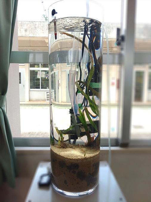 ⑪ ウミショウブを守るために！