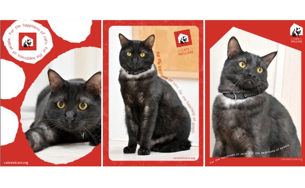 メリークリスマス、ホーリーから次の保護猫たちへの贈り物